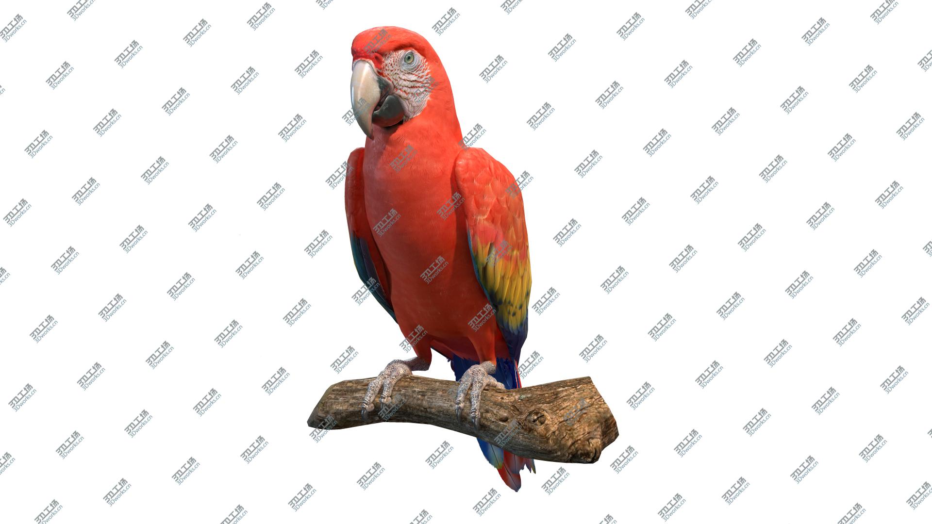 images/goods_img/2021040235/Scarlet Macaw 3D model/5.jpg